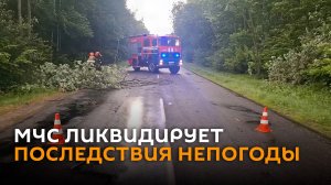 Ветер срывал кровли, валил деревья: МЧС ликвидирует последствия непогоды
