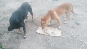 Питомец ест все что найдет