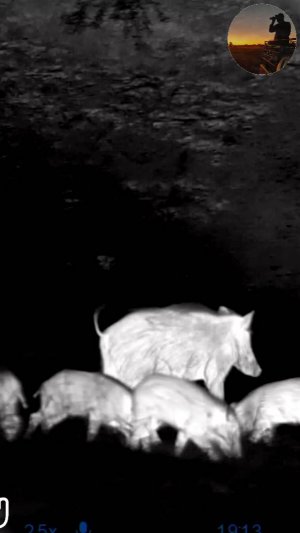 Когда в объектив попадает целое стадо диких кабанов... Последний миг — и их уже нет! #shorts #охота