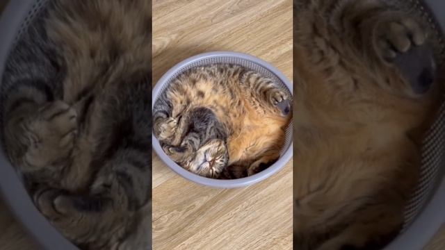 техника сна