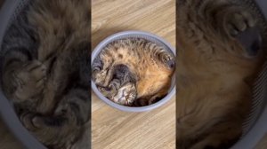 техника сна