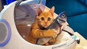 Приколы с котами! Смешные коты - Самые смешные животные С ОЗВУЧКОЙ! Ржака!!