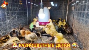 Цыплята и утята милые пушистики растут на радость хозяину (60)