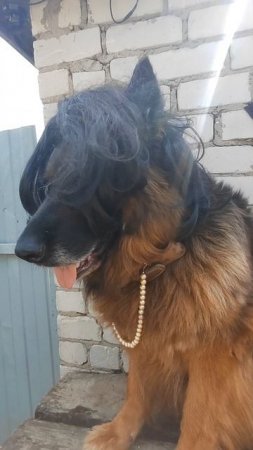 Dog 😁