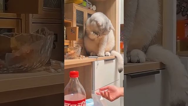Проказники котейки