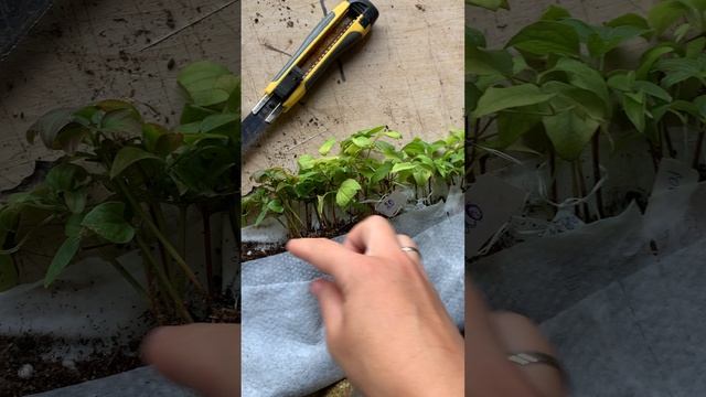 🌸ПРИМЕР СБОРКИ ЗАКАЗОВ 🌸