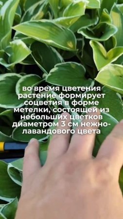 Смотрите, какая у меня зелёная полянка!