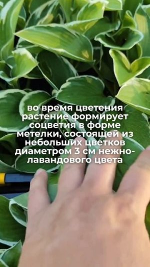 Смотрите, какая у меня зелёная полянка!
