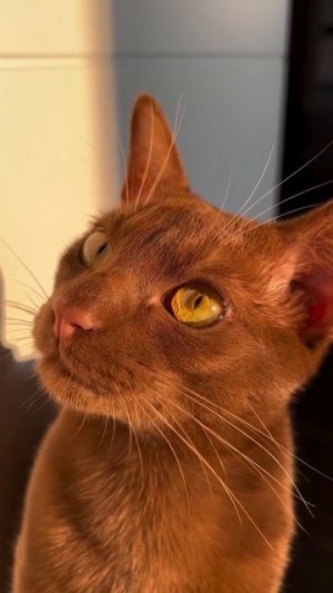 Золотая котя