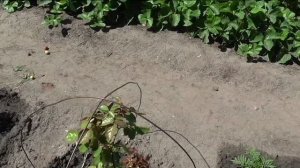 Зацвела роза ГРИН ТИА