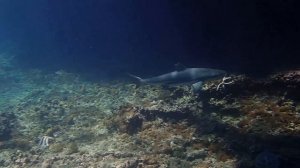 Дайвинг Пхукет