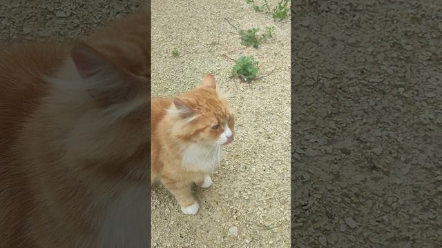 Прогулка по участку. Куры🐔 гуси🪿 рыжий кот Фокс🐱 кошечка Бэля