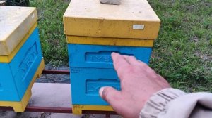 7.07.25. Ужас на пасеке, пчелы дуреют!