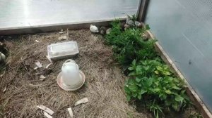 Переезд у перепёлок