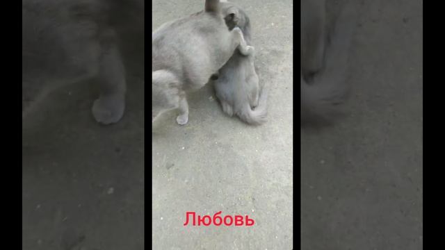 Любовь в кошачьем семействе