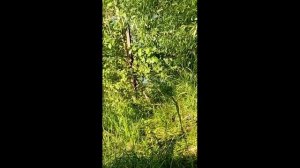 купание в озере