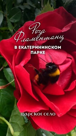 Роза «Фламентанц» в Екатерининском парке