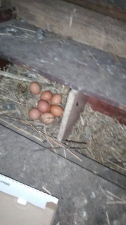 за яйцами