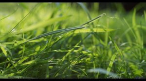 Трек, который изменит взгляд на природу - Inside -- Vincent Augustus -- Nightlife for Morning People