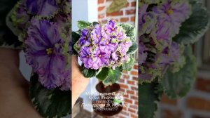 🐇❤️АВ-Мыльные Пузыри- полуминиатюрный фантазийный сорт и  нежный АВ-Яблоневый Цвет