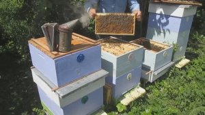 Работа с пчелами