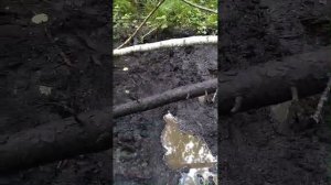 вести с полей 5. присутствие зверя.