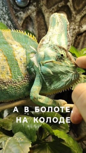 Хамелеон Зевс