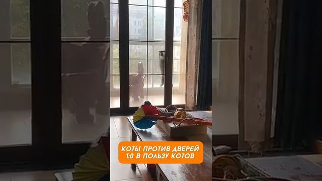 Приколюхи с котами🤣 Хозяин, открывай... Или сам открою 😾