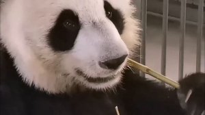 🐼 Наша очаровательная ДинДин отдыхает по-королевски!
