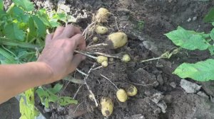 6 соток 7 июля 2025 года. 2 часть