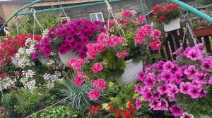 🏡 Начинаю собирать семена с цветов. 
Посев Пеларгонии из самосборных семян.
Результат укоренения.