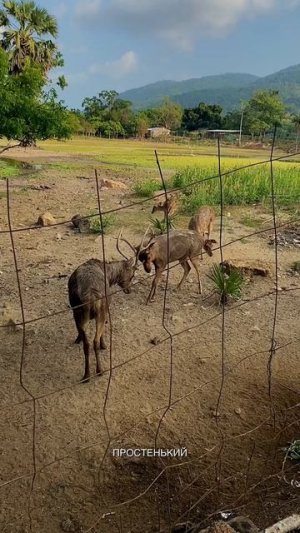 Питомник оленей на Самуи