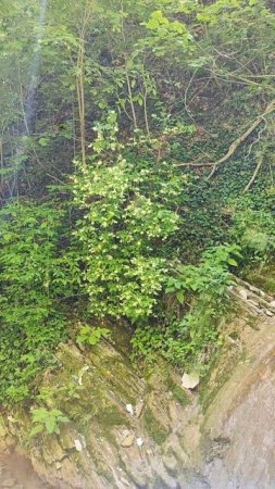 водопад Хвост Дрозда и сероводородный источник #природа #геленджик #красота