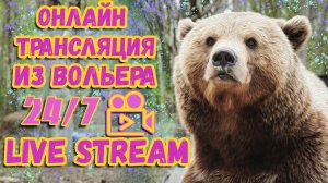 Медведь Мансур в прямом эфире.