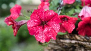 Ещё немного о петуниях🌺🌺🌺