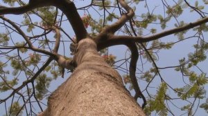 Glimpses of Vraja
