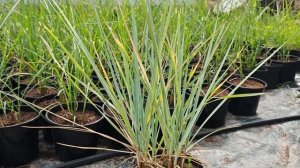 Злаковые культуры в Ставропольском крае