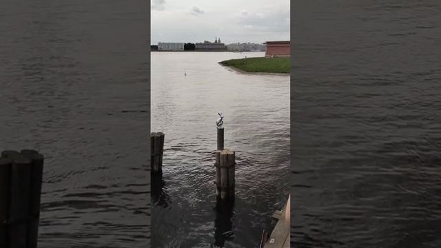 📣🦆 🦅🎒👒👧🧒🐰⛴🐦⬛️ 🔔

Атмосфера и звуки летнего Питера  🎶