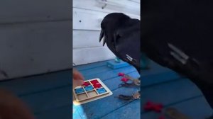 нашёлся помощник