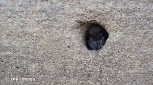 1 час с молодыми домовыми сычами. Совиный релакс