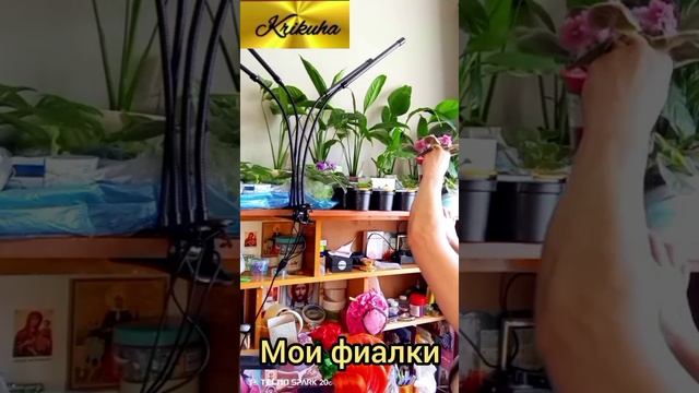 показываю свои ФИАЛКИ