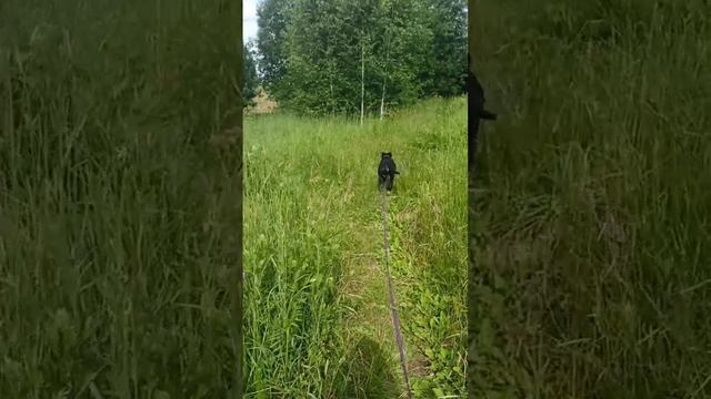 rutube.ru