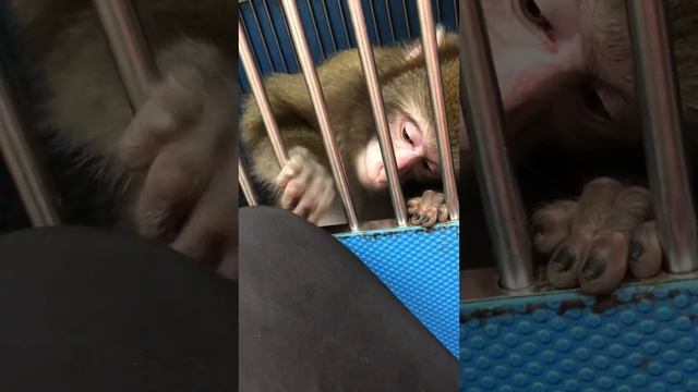 ASMR Monkey