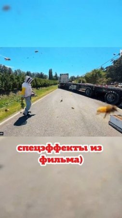 250 миллионов пчел на свободе!