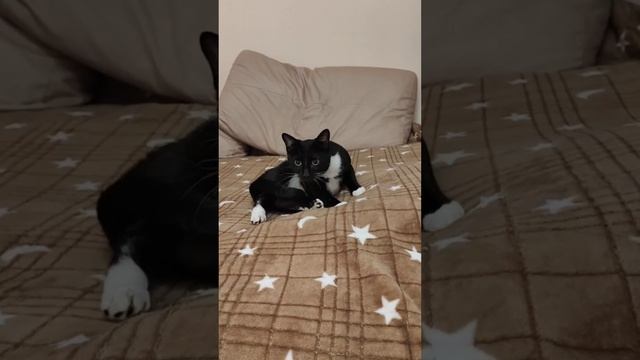 Кошечка о
Омега ждёт семью.