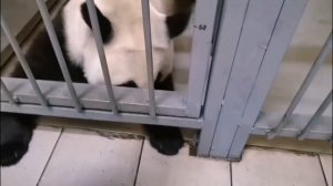 🐼 Умница Катюша: тренинг на отлично! 🏆