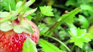 Природа рада лету