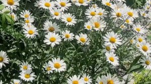 Семья Сайфумулюковых