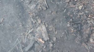 99 дней в лесу часть 3