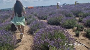 Лавандовое поле